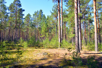 Pine tree forest.