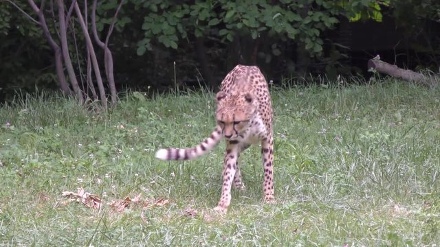 cheetah walking and digging dirt
