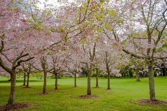 Flowering cherry tree grove in Auckland's Cornwall Park
