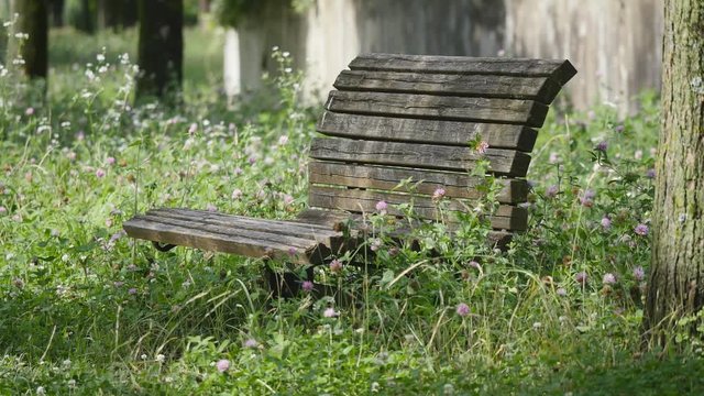 an old wooden bench with Trifolium pratense