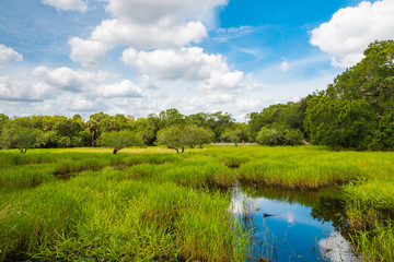 Florida wetland - obrazy, fototapety, plakaty