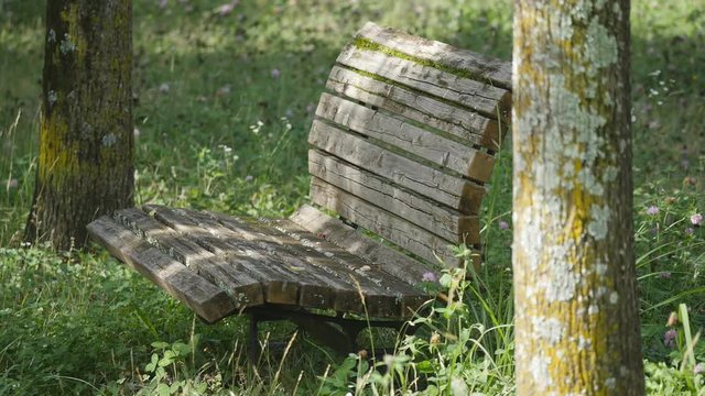 an old wooden bench with Trifolium pratense