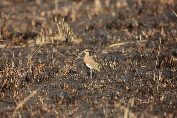 Temminck's courser (Cursorius temminckii) in Queen Elizabeth National Park, Uganda


