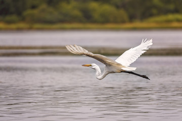 White, Great Egret