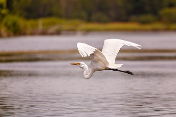 White, Great Egret