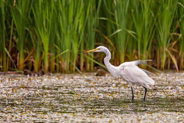 White, Great Egret