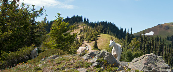 Mother Nanny Goats walking down Hurricane Hill in Olympic National Park in Washington State USA