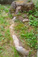 root of the cut tree