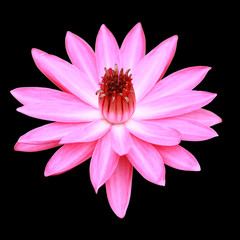 Pink water lily isolated on black background