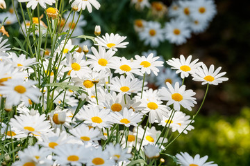 Beautiful white daisies flowers in the garden