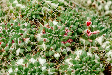 Close up of  spikes on cactus background
