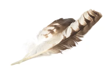 Crédence de cuisine en verre imprimé Aigle Eagle feather variegated isolated on white background