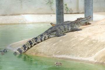 crocodile bite victim near the river