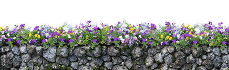Flower and stone fence isolated on white background. Flower garden.