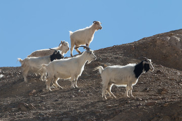 Obraz premium Goats on the Rock at Moon Land Lamayuru Ladakh ,India