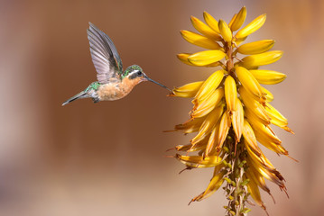 Tiny hummingbird hover in mid-air