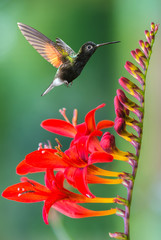 Tiny hummingbird near flowers frozen in action