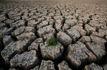 Plant in dried cracked mud