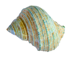 shell