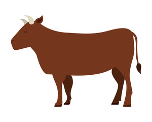 cow isolated icon design