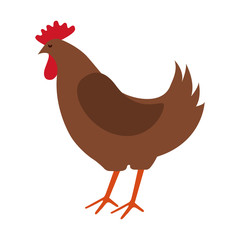 chicken farm isolated icon design