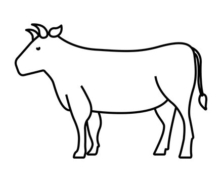 cow isolated icon design