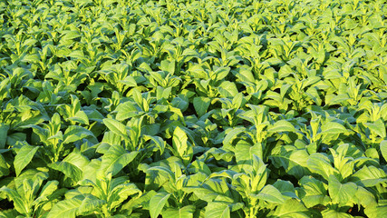 Fototapeta premium Tobacco farm agriculture harvest garden