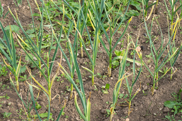 Growing green rows garlic leaves.