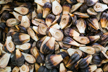 nypa palm fruit in Thailand