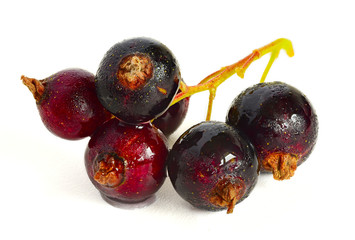 currants on a white background