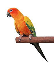 Sun Conure © Direk Takmatcha