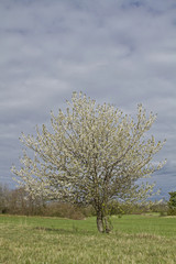 Kirschbaum im Fr&uuml;hling