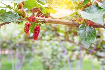 red unripe mulberries on the branc