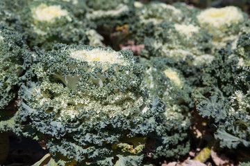 Fresh young organic collard greens