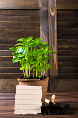 Green basil sprouts
