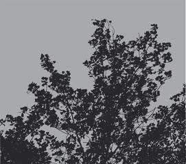 Tree Branches Background