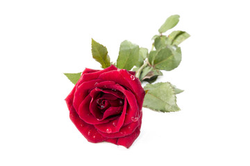 Red Rose isolated on White background