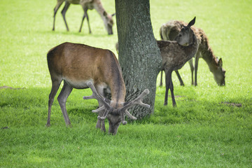 Red deer herd cervus elaphus grazing in field near tree