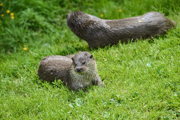 Otters on riverbank in lush green grass of Summer in sunlight