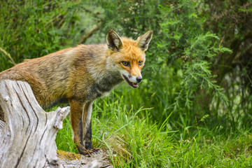 Stunning male fox in long lush green grass of Summer field
