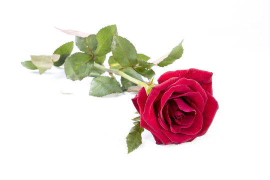 Red Rose isolated on White background