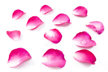 Pink Rose Petels isolated on White background