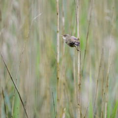 Beautiful reed warbler bird acrocephalus scirpaceus on reed