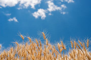 Cereal Plants, Wheat, with different focus