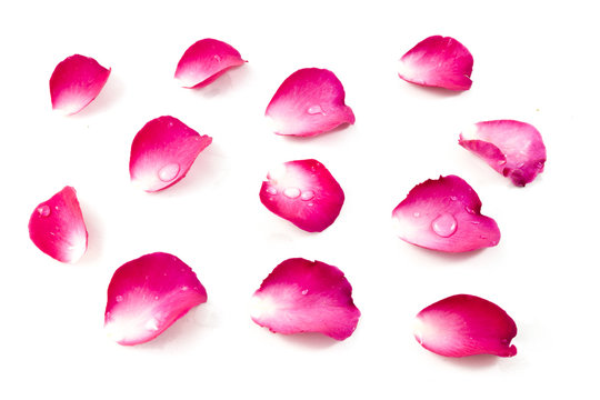 Pink Rose Petels isolated on White background