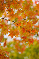 Changing color maple leaf in natural background