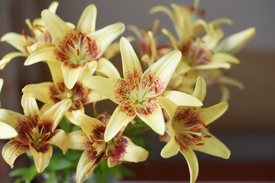 Fototapeta Жёлтые лилии в букете