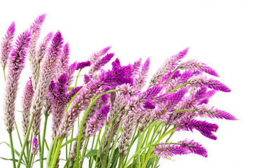 beautiful bouquet of purple flowers on white