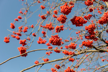 ripe rowan berries