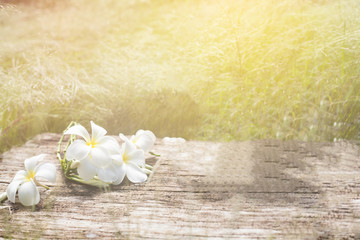 Plumeria flowers fresh 